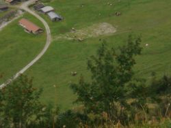 2013-09-08_6Falkenh-Steinfalk (335).JPG